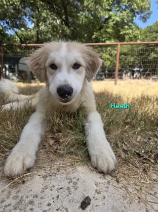 Heath