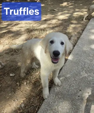 Truffles