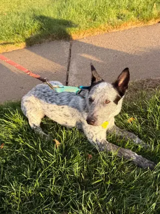 Rio Roo