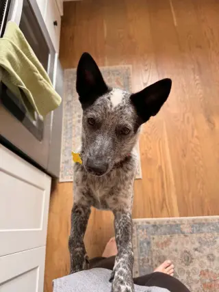 Rio Roo