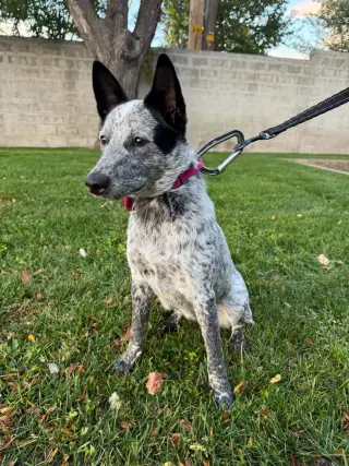 Rio Roo