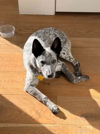 Rio Roo