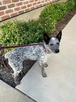 Rio Roo