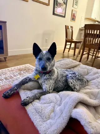 Rio Roo