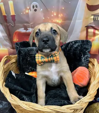 Praline