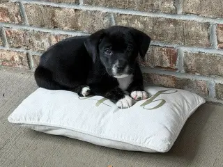 Biscuit