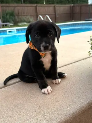 Biscuit