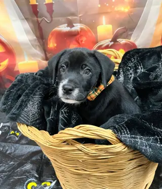 Biscuit