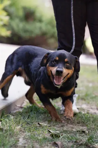 D218-26
