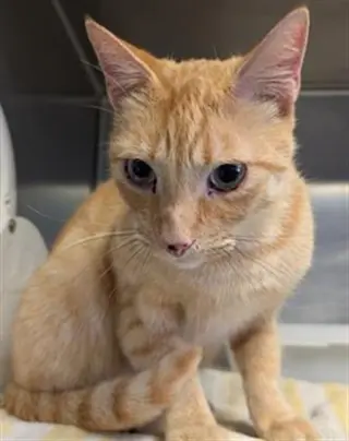 SIMBA