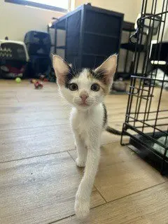 Buttercup