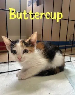 Buttercup