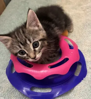 Zeppelin
