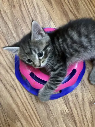 Zeppelin