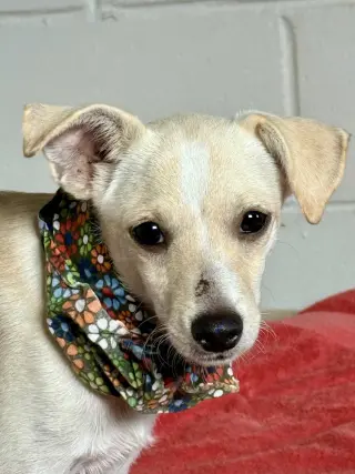 Wilbur