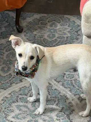 Wilbur