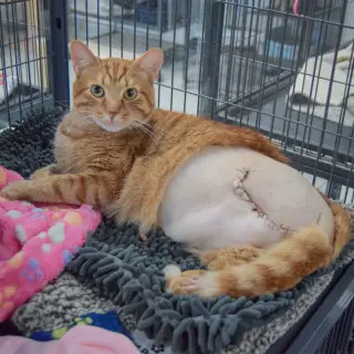 Cheddar Bob