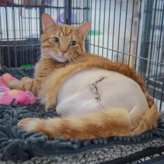 Cheddar Bob