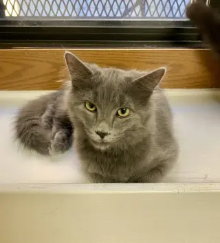 Olivia