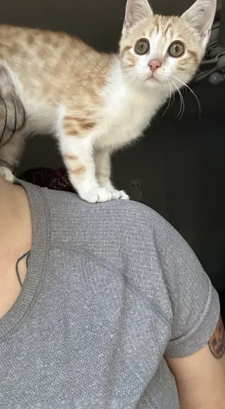 Feisty Potato