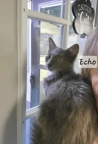 Echo