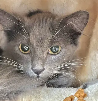 Echo