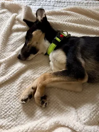 Zelda