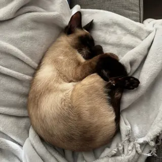 Chai