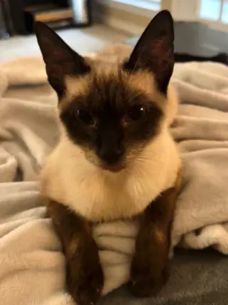 Chai