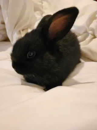 Binx aka Frankie