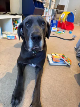 Bruno