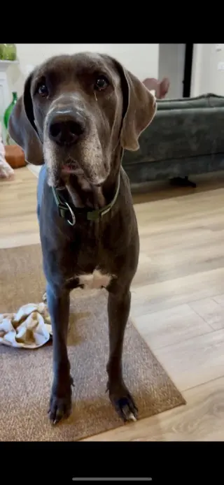 Bruno