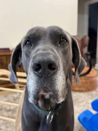 Bruno