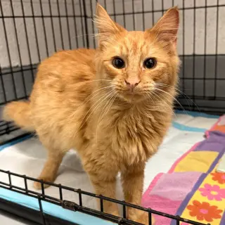 Chester
