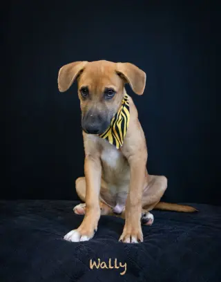 Wally