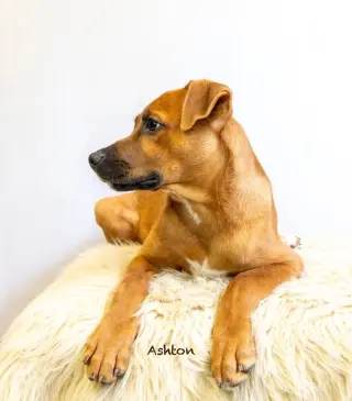 Ashton