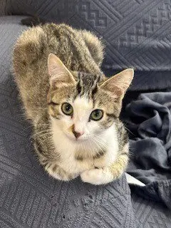 Zinnia / Oaklynn