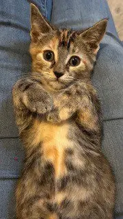 Zinnia / Oaklynn