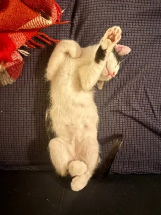 Stewart