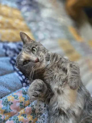 Peaches (FIV+) / Timida