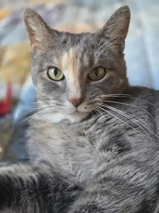 Peaches (FIV+) / Timida