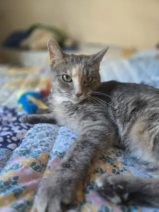 Peaches (FIV+) / Timida