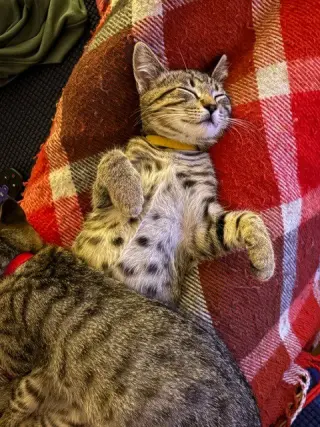 Milton