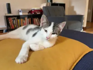 Bernie