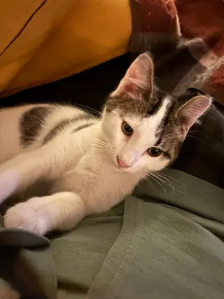 Bernie