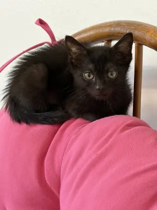 Apollo