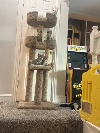 Bruce the Goose