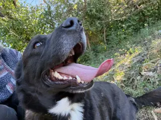 Mochi