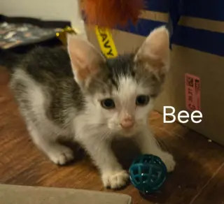 Bee