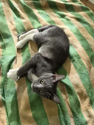 Cece